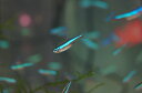 【淡水魚】グリーンネオンテトラ【10匹】(生体)【小型カラシン】(熱帯魚)NKIK