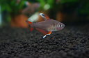 【淡水魚】ホワイトフィンロージーテトラ【1匹 サンプル画像】(生体)【小型カラシン】(熱帯魚)NKIK