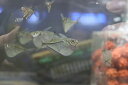 【淡水魚】【通販】シルバーハチェット【1匹 サンプル画像】(生体)(カラシン)(熱帯魚)NKIK
