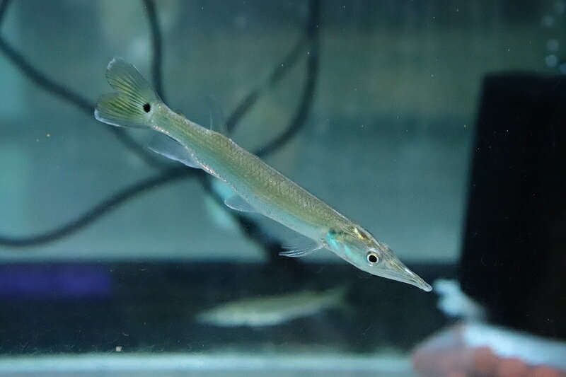 【淡水魚】大きめ 激安 ブラントノーズガー【1匹 サンプル画像】(±8-12cm)(大型魚)(生体)(熱帯魚)NKO