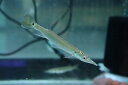 【淡水魚】【通販】激安 ブラントノーズガー【1匹 サンプル画像】(±5cm)(大型魚)(生体)(熱帯魚)NKO