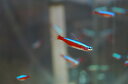 【淡水魚】カージナルテトラ【30匹】(生体)【小型カラシン】(熱帯魚)NKIK