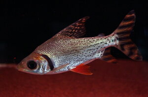 【淡水魚】【通販】大きめ カラープロキロダス【1匹 サンプル画像】(±7-10cm)(生体)【大型魚】(熱帯魚)NKO