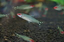 【淡水魚】ラミーノーズテトラ ワイルド【5匹】（生体）【カラシン】（熱帯魚）NKIK