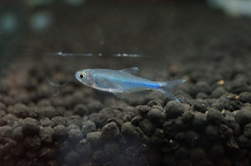 【淡水魚】[お取り寄せ]ブルーテトラ ±2.5-3cm【20匹】（生体）【カラシン】（熱帯魚）NKIK