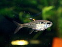 (楽天スーパーSALE-ポイント最大47倍-6/4~6/11)【淡水魚】【通販】かなり久々入荷 ウルレイテトラ パンタナール産 ワイルド【1匹 サンプル画像】(生体)(珍カラ)(熱帯魚)NKCR