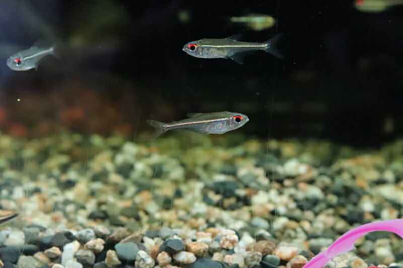 【淡水魚】【通販】ホプロカラックス ゴエッセイ ワイルド【1匹 サンプル画像】（生体）(珍カラ)（熱帯魚）NKCK