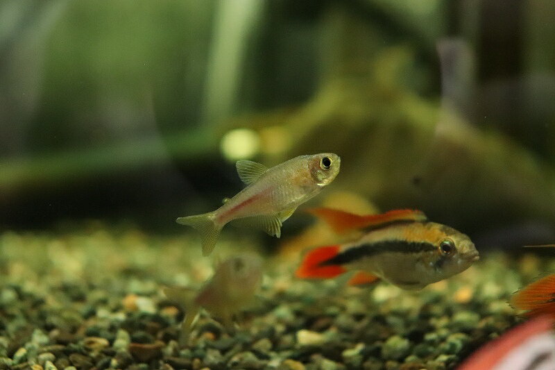 【淡水魚】【通販】ピンクレモンテトラ イタパリカ産 ワイルド【1匹 サンプル画像】（珍カラ）（生体）（熱帯魚）NKCK