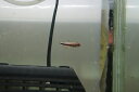 【淡水魚】【通販】激爆安 超激レア クィーンケリー ワイルド【1匹 サンプル画像】(生体)(珍カラ)(熱帯魚)NKCR