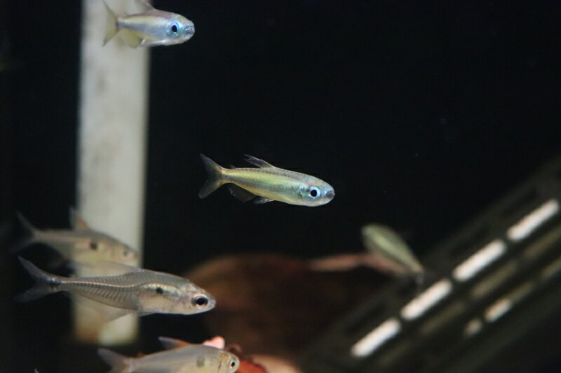 【淡水魚】ゴールデンコンゴテトラ lefini産 ワイルド【1匹 サンプル画像】(珍カラ)(生体)(熱帯魚)NKCK