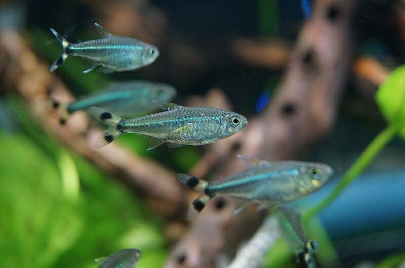 淡水魚 熱帯魚 ペットバルーン楽天市場支店 淡水魚 熱帯魚 ペットバルーン楽天市場支店