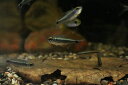 【淡水魚】激安 レア種 カイアポーテトラ シングー産 ワイルド【1匹 サンプル画像】(珍カラ)(生体)(淡水)NKCK