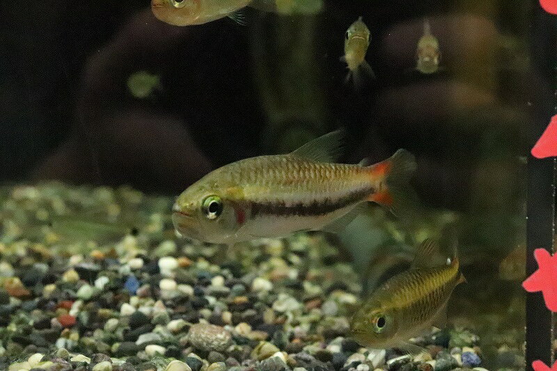 【淡水魚】大特価 激レア シャラクテトラ2 ジュルエナ産 ワイルド【1匹 サンプル画像】(珍カラ)(生体)(熱帯魚)NKCKのサムネイル