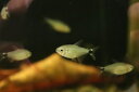 【淡水魚】激安 ハイフェソブリコン プロキオン【1匹 サンプル画像】(珍カラ)(生体)(熱帯魚)NKCK