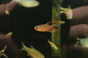 【淡水魚】【通販】激レア ハイフェソブリコン sp インフェルナリス サンタレン産ワイルド【1匹 サンプル画像】珍カラ(生体)(熱帯魚)NKCK