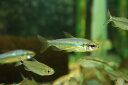 【淡水魚】【通販】訳あり個体 スーパーレッドバイオレットチェリーコンゴテトラ コンゴ産 ワイルド【1匹 サンプル画像】(生体)(熱帯魚)NKCK