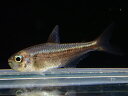 【淡水魚】【通販】大特価 イエローコギャルテトラ【1匹 サンプル画像】(珍カラ)(生体)(熱帯魚)NKCK