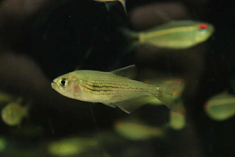 【淡水魚】【通販】ボーランディテトラ サンパウロ近郊 ワイルド【1匹 サンプル画像】（珍カラ）（生体）（熱帯魚）NKCKのサムネイル