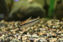 【淡水魚】【通販】爆安 訳あり 激レア レインボーテトラ ワイルド【1匹 サンプル画像】