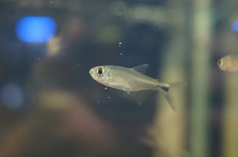 【淡水魚】ホタルヘミグラムス リオジュルエナ産 ワイルド【1匹】（生体）【珍カラ】（熱帯魚）NKCKのサムネイル