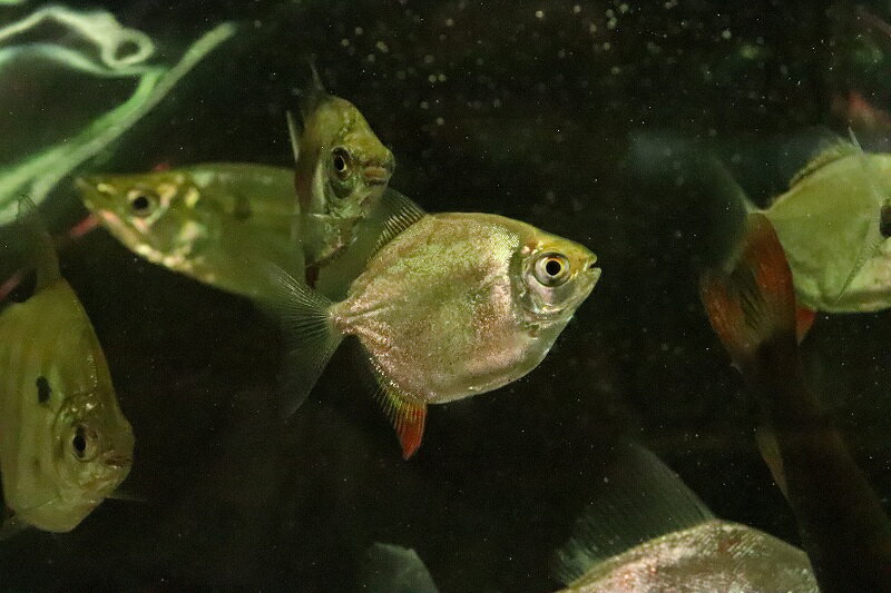 【淡水魚】【通販】特価 レインボーパクー シングー産 ワイルド【1匹 サンプル画像】(±5cm)(大型魚)(生体)(淡水)NKO