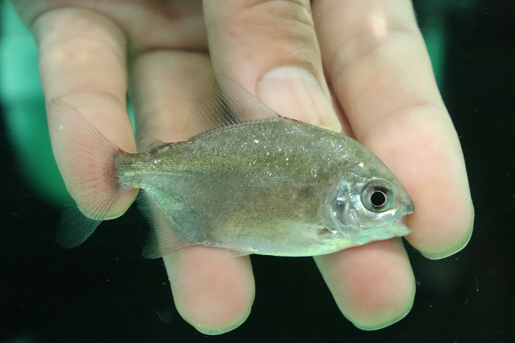 【淡水魚】【通販】レア種 タイガードルフィンパクー リオトカンチンス産 ワイルド【1匹 サンプル画像】(±7cm)(大型魚)(生体)(熱帯魚)NKO