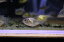 【淡水魚】【通販】爆安 レッドコロソマ【1匹 サンプル画像】(±3cm)（大型魚）（生体）（熱帯魚）NKO