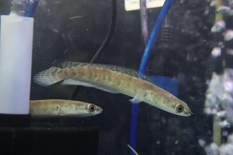 【淡水魚】大特価 ロイヤルトーマン イエロータイガー ワイルド【1匹 サンプル画像】(±10-12cm)(生体)(熱帯魚)NKOのサムネイル