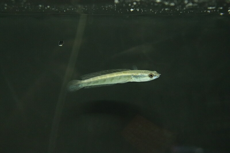 【淡水魚】【通販】大きめ ロイヤルトーマン チタルム産 ワイルド【1匹 サンプル画像】(±15cm)(大型魚・スネークヘッド)(生体)(熱帯魚)NKO