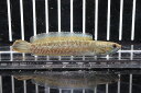 【淡水魚】大特価 ニューレインボースネークヘッド【1匹 サンプル画像】(±5cm)（生体） (大型魚)（熱帯魚）NKO