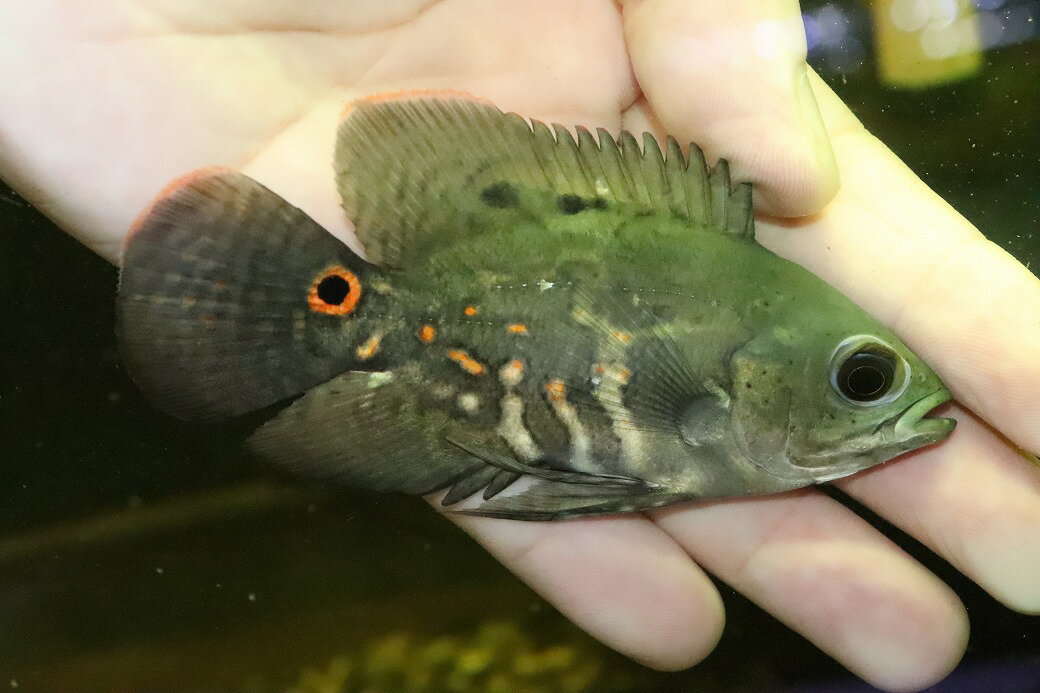 ワイルドオスカー