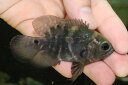 【淡水魚】【通販】ワイルドオスカー マラジョ産 ワイルド【1匹 サンプル画像】(±5-6cm)(大型魚)(生体)(熱帯魚)NKO
