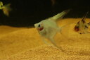 【淡水魚】【通販】プラチナブルーブラックパンダエンゼルフィッシュ【1匹 サンプル画像】(エンゼルフィッシュ)(生体)(熱帯魚)NK