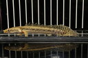 【淡水魚】【通販】大きめ ポリプテルス ビキールspコリバ【1匹 サンプル画像】(±13-15cm)(生体)(大型魚)(熱帯魚)NKO