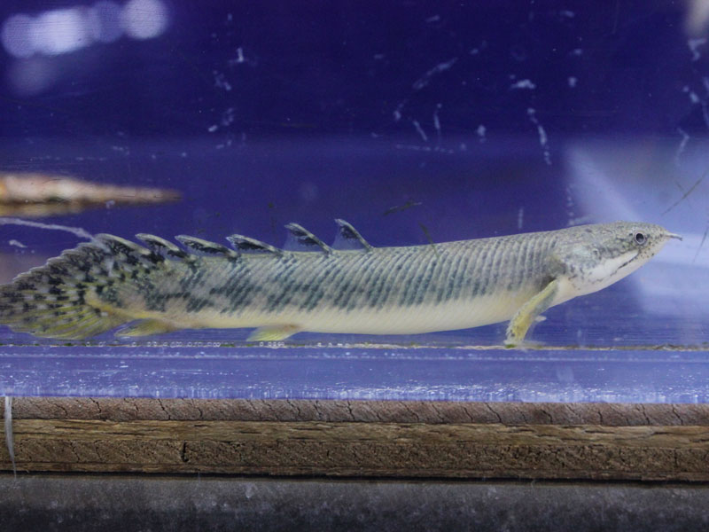 【淡水魚】ポリプテルス パルマス【1匹サンプル画像】(±4-5cm)（生体）【ポリプテルス】（熱帯魚）NKO