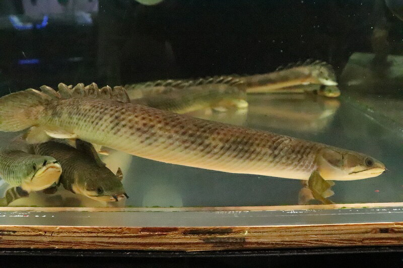 【淡水魚】【通販】激安 大きくて太い ポリプテルス モケレンベンベ(旧レトロピンニス) コンゴ産【1匹 サンプル画像】(生体)(熱帯魚)NKO