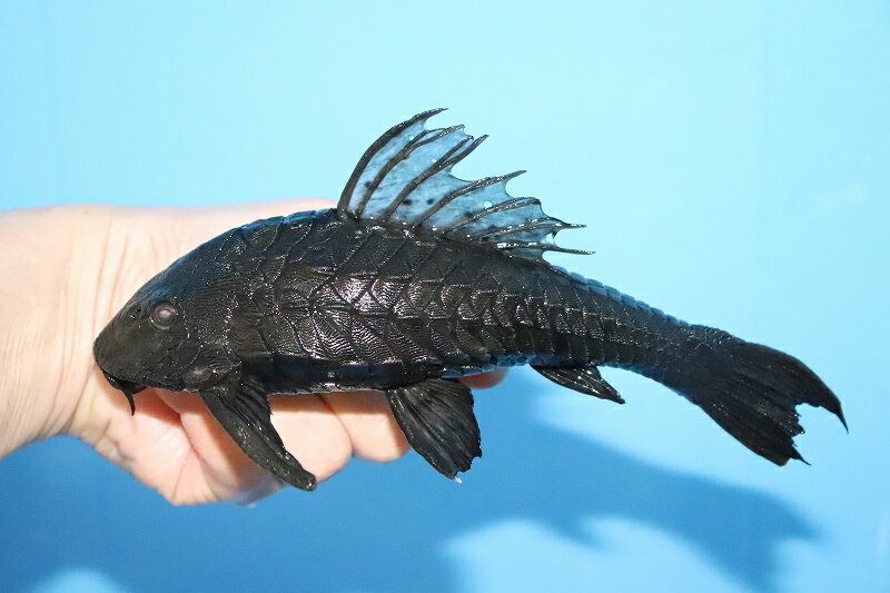 【淡水魚】【通販】大きめ アーマードプレコ ワイルド【1匹 サンプル画像】(±13-15cm)（プレコ）（生体）（淡水）NKP