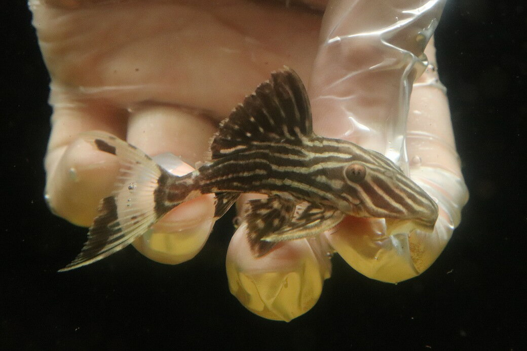 サンダーロイヤルプレコタパジョス産...