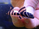 【淡水魚】爆安 アレンカーラビリンスタイガープレコ【1匹 サンプル画像】(±3-5cm)(プレコ)(生体)(熱帯魚)NKP