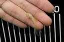 【お買い物マラソン-ポイント最大46.5倍-(~3/27)】【淡水魚】【通販】ロングフィンアルビノミニブッシープレコ【1匹 サンプル画像】(生体)【プレコ】(熱帯魚)NKP