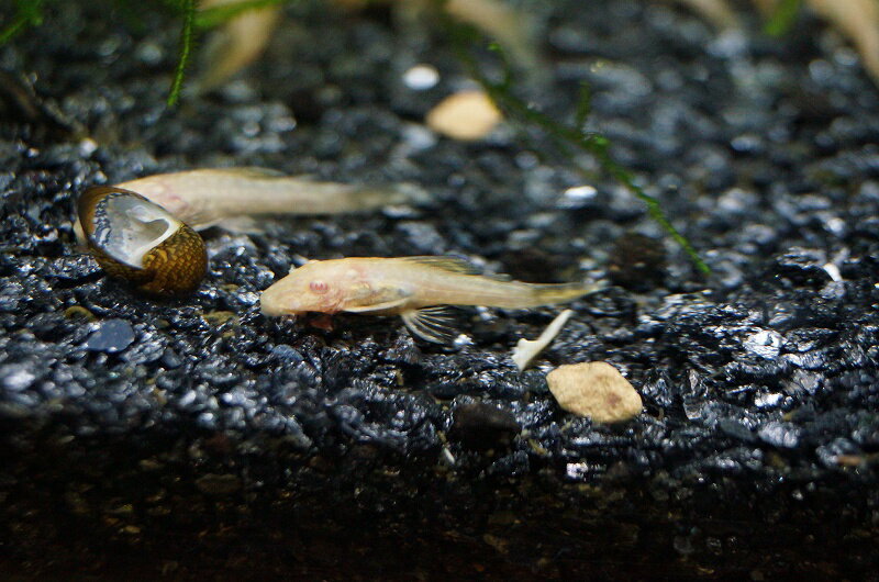【淡水魚】アルビノミニブッシープレコ【1匹 サンプル画像】（生体）【プレコ】（熱帯魚）NKPのサムネイル