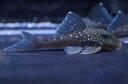 【お買い物マラソン-ポイント最大46.5倍-(~3/27)】【淡水魚】【通販】ブルーフィンペコルティアプレコ ワイルド【1匹 サンプル画像】(±3-4cm)(生体)【プレコ】(熱帯魚)NKP