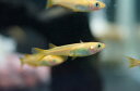 【淡水魚】楊貴妃【1匹】(生体) (変わりメダカ)(熱帯魚)