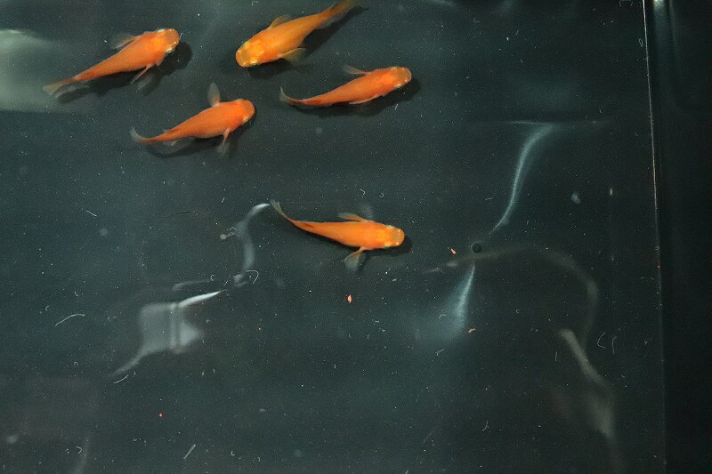 【淡水魚】紅帝ダルマメダカ【1匹】(変わりメダカ)（生体）（淡水）NKKMのサムネイル