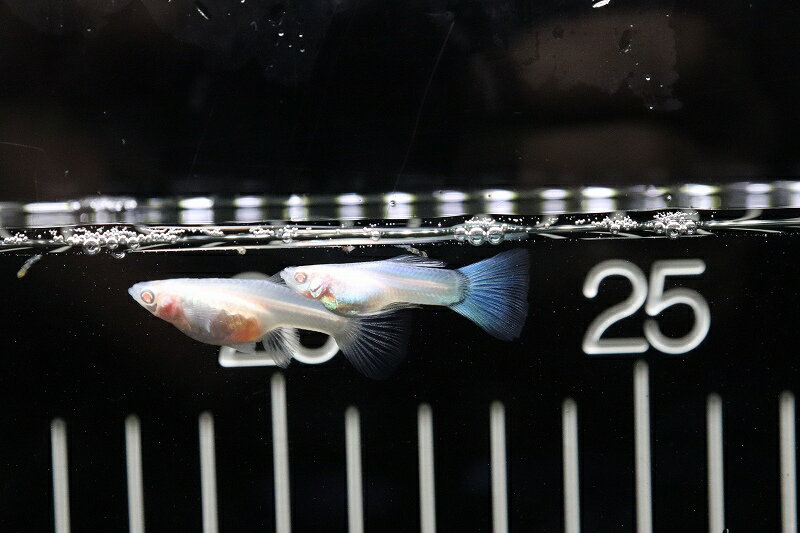 【淡水魚】数量限定激安価格 国産 RREA スーパーホワイトグッピー【1ペア】（生体）(グッピー)（熱帯魚）