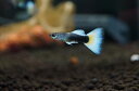 【お買い物マラソン-ポイント最大46.5倍-(~3/27)】【淡水魚】激安 国産 ドイツイエロータキシードグッピー【1ペア サンプル画像】(生体) (国産グッピー)(熱帯魚)(4)