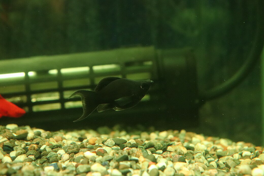 【淡水魚】【通販】高級モーリー ブラックセルフィンバルーンライヤーモーリー【1匹 サンプル画像】(プ ...