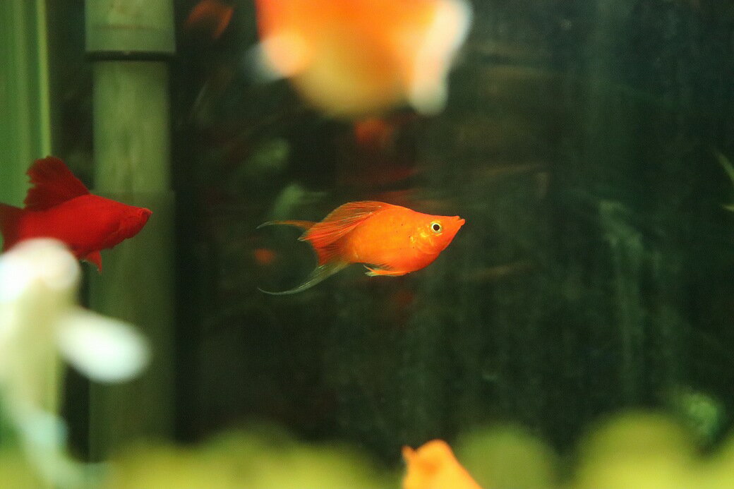 【淡水魚】【通販】高級モーリー オレンジセルフィンバルーンライヤーモーリー【1匹 サンプル画像】(プ ...