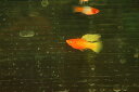 【お買い物マラソン-ポイント最大46.5倍-(~3/27)】【淡水魚】【通販】スーパーハイフィンサンライズプラティ【1匹 サンプル画像】(プラティ)(生体)(熱帯魚)NK