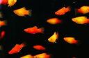 【お買い物マラソン-ポイント最大46.5倍-(~3/27)】【淡水魚】お取り寄せ MIXプラティ【1匹】(生体)【メダカ科】(熱帯魚)